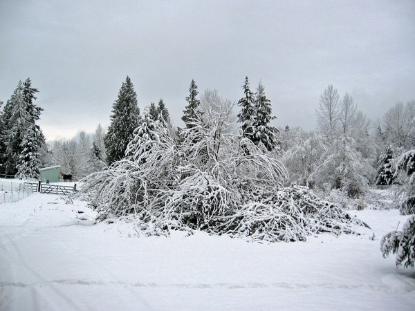 Woodhouse weather2, Seattle snow storm (2008)