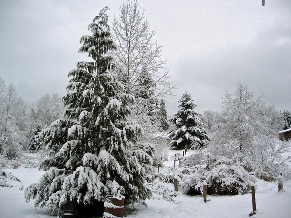 Woodhouse weather3, Seattle snow storm (2008)