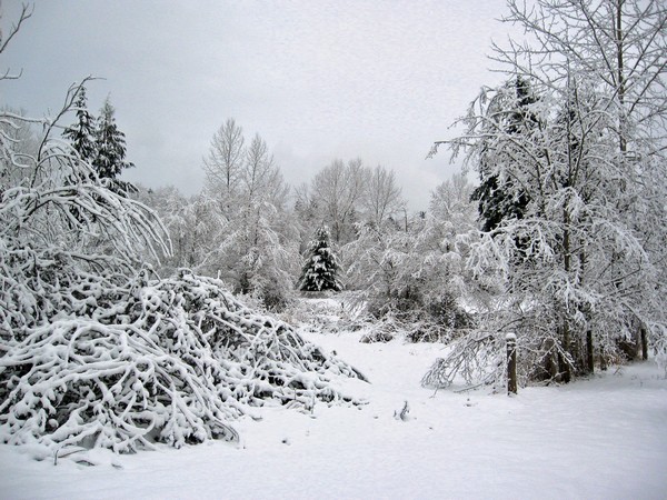 Woodhouse weather4, Seattle snow storm (2008)