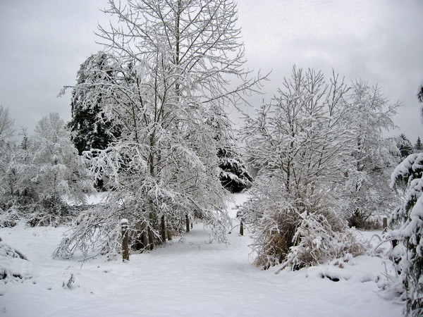 Woodhouse weather5, Seattle snow storm (2008)