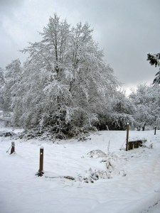 Woodhouse weather6, Seattle snow storm (2008)