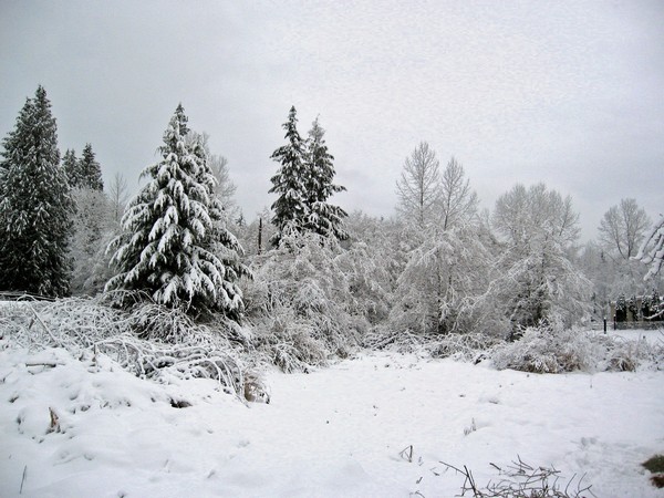 Woodhouse weather1, Seattle snow storm (2008)