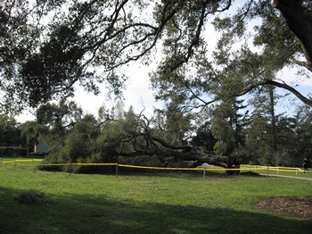Huntington Garden ancient live oak blow over after wind storm