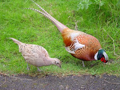 Male and female English pheasant 